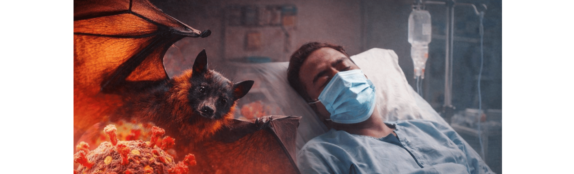 Waspada! Virus Kelelawar Mirip Nipah Ditemukan Menginfeksi Manusia di Bangladesh